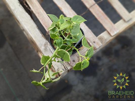 Peperomia Scandens Variegata