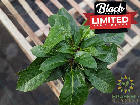 Large Umbrella Tree Alpine