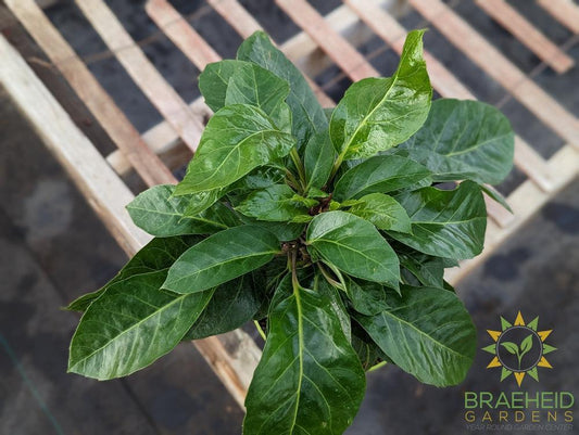 Large Umbrella Tree Alpine