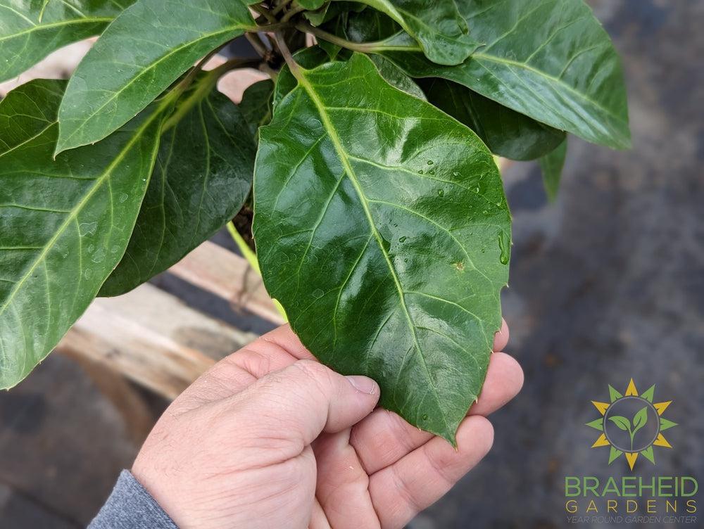 Large Umbrella Tree Alpine