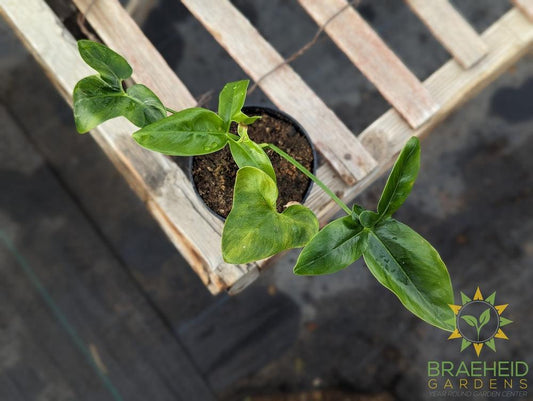 Philodendron Goeldii Nobel