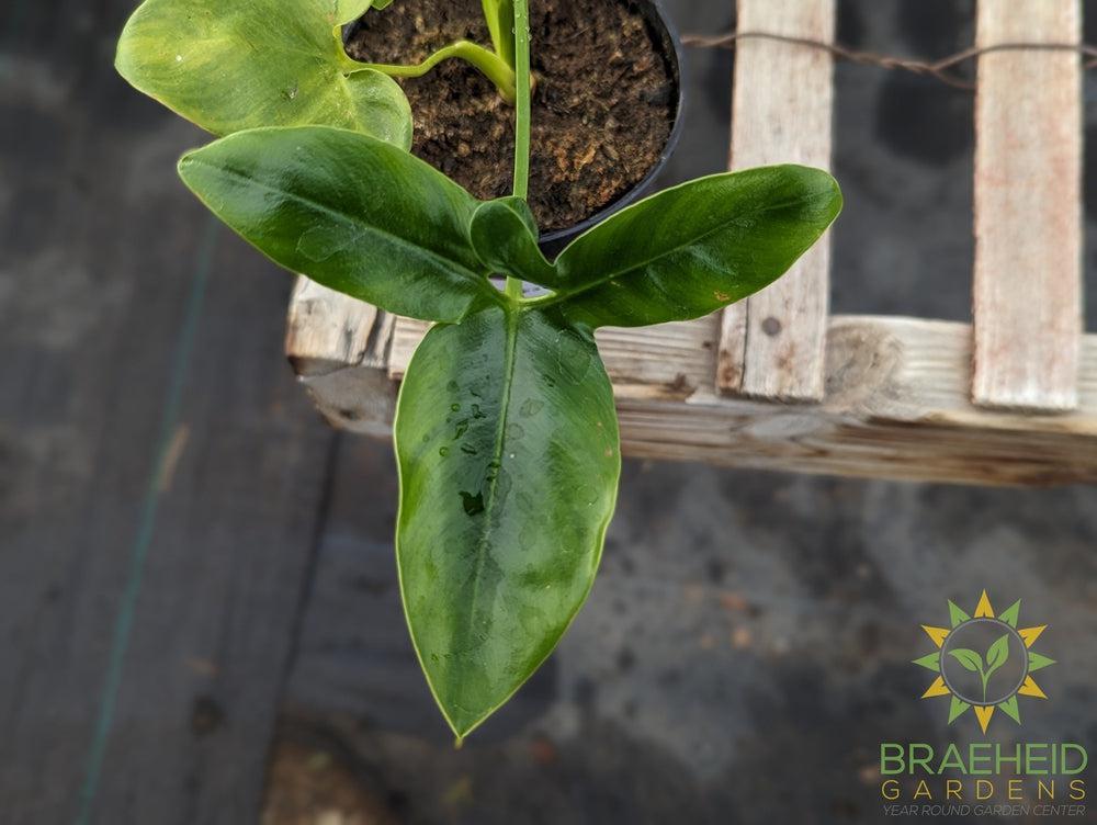 Philodendron Goeldii Nobel