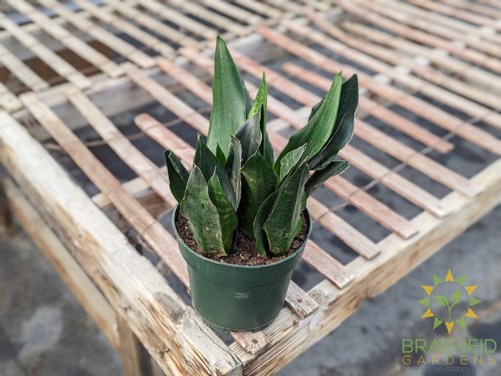 Large Sansevieria Black Dragon - NO SHIP -