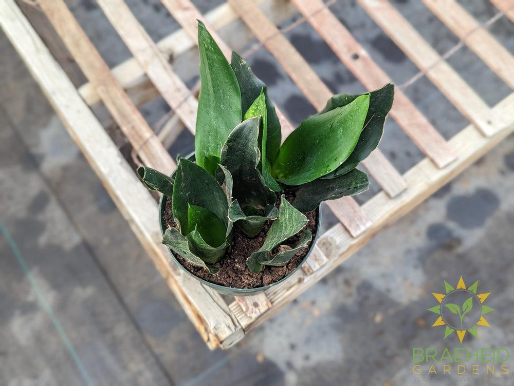 Large Sansevieria Black Dragon - NO SHIP -