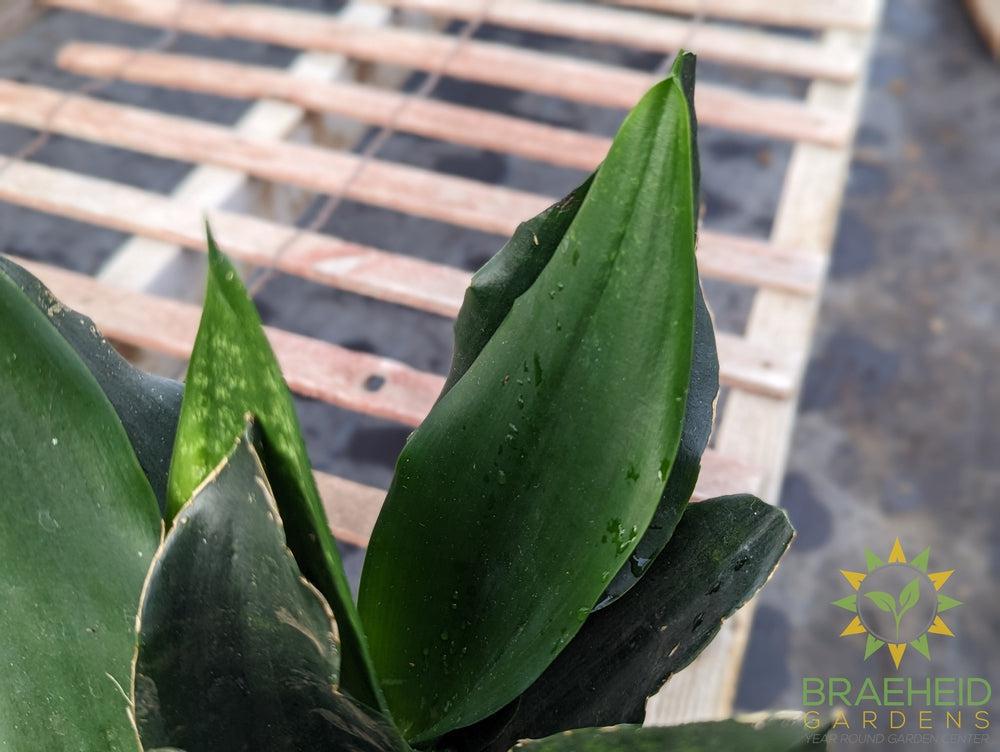 Large Sansevieria Black Dragon - NO SHIP -