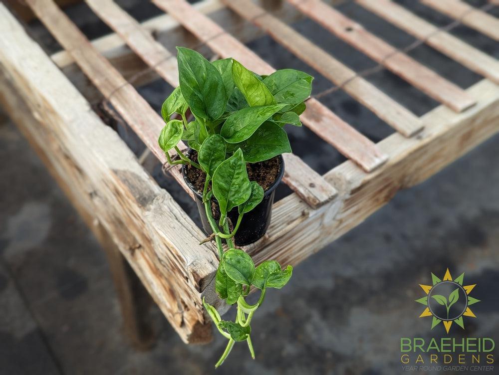 Emerald Green Pothos