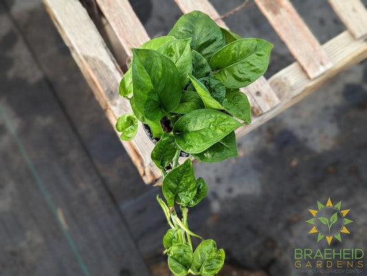 Emerald Green Pothos