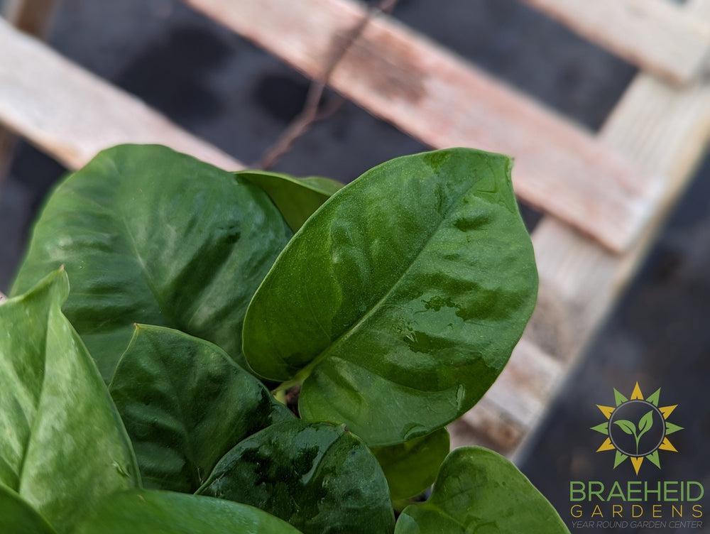 Emerald Green Pothos