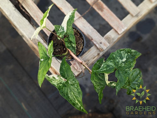 Albo Splashing white Syngonium