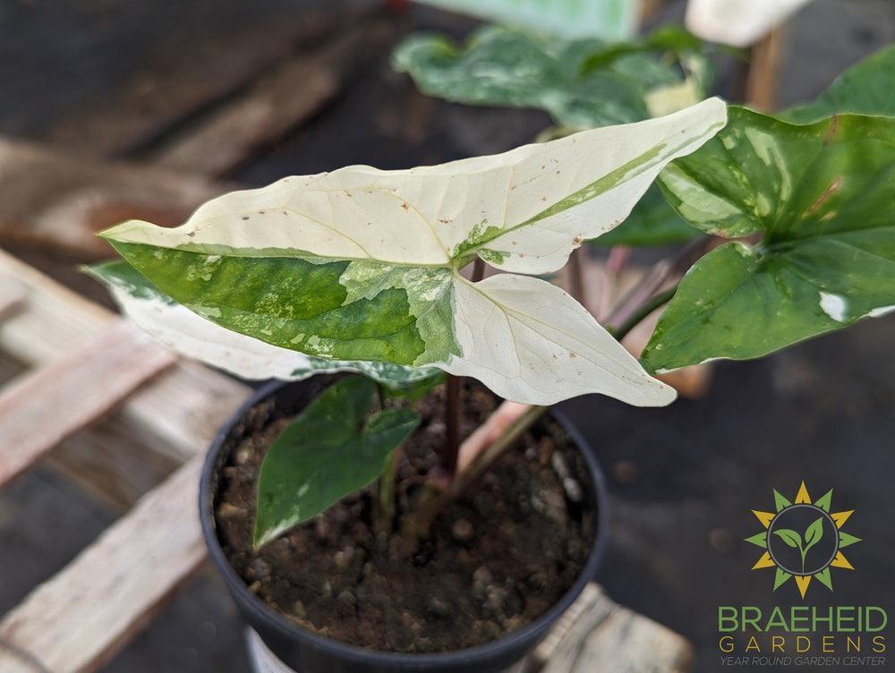 Albo Splashing white Syngonium