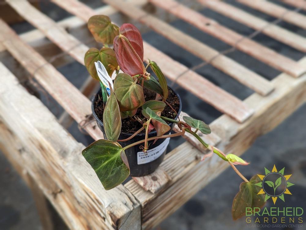 buy philodendron online canada Order Micans Philodendron in Canada