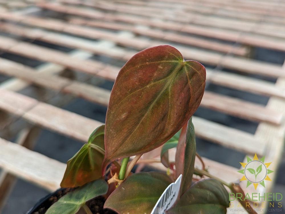 Micans Philodendron
