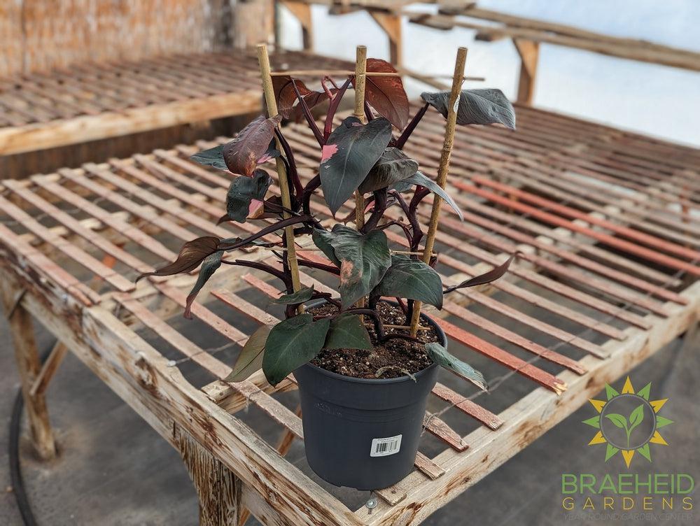 Philodendron Erubescens - Pink Princess