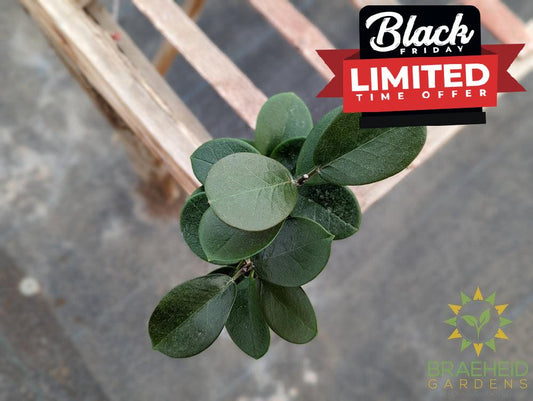 Hoya Australis Grande