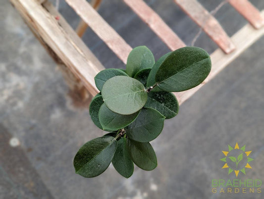Hoya Australis Grande