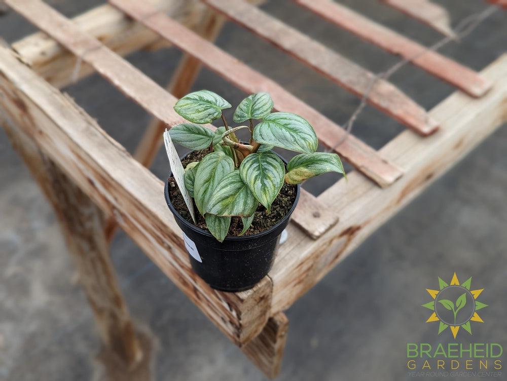 Philodendron Sodiroi Ornatum Giant Silver