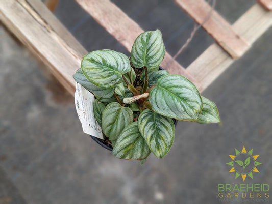 Philodendron Sodiroi Ornatum Giant Silver