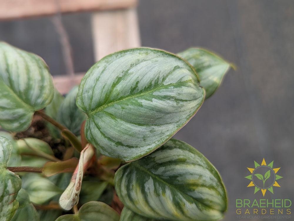 Philodendron Sodiroi Ornatum Giant Silver