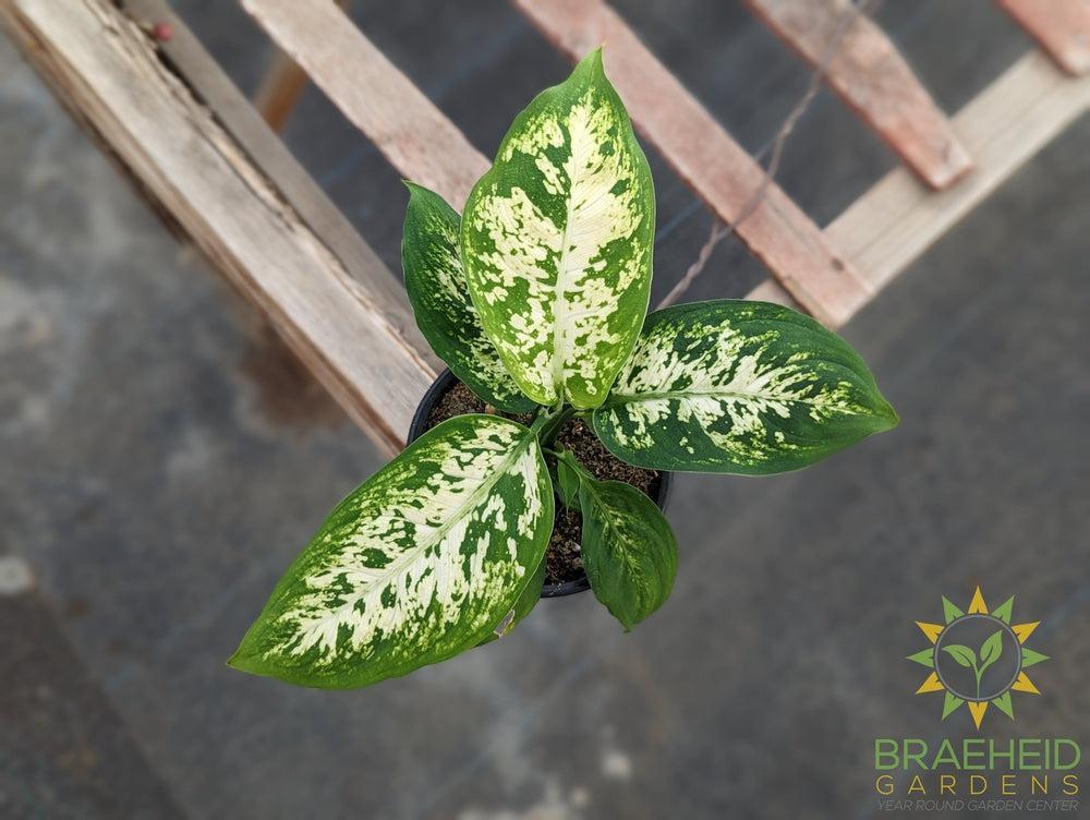 Dieffenbachia Perfection