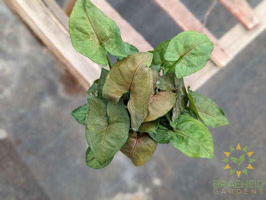 Syngonium Plain Green