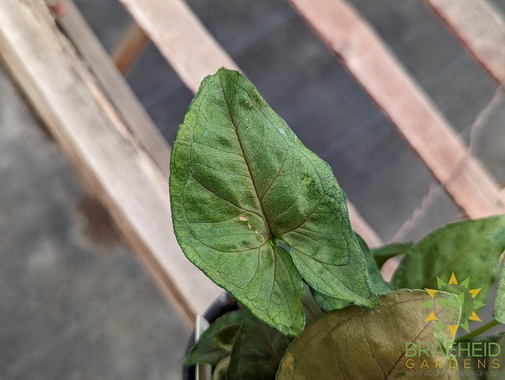 Syngonium Plain Green