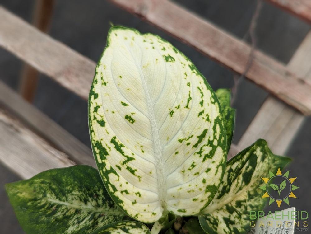 Dieffenbachia Splash