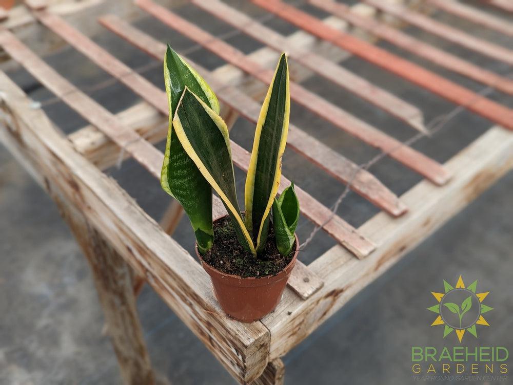 Sansevieria Blackgold