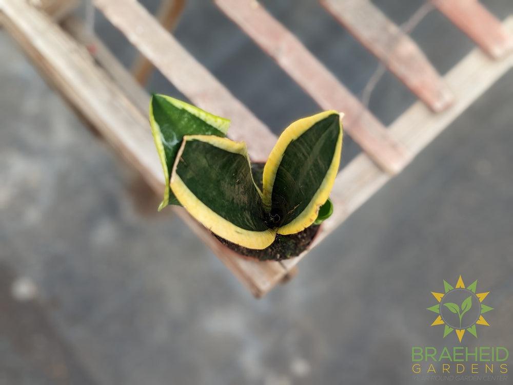 Sansevieria Blackgold