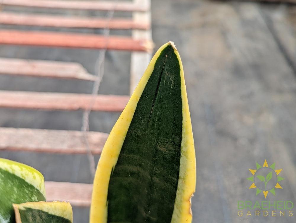 Sansevieria Blackgold