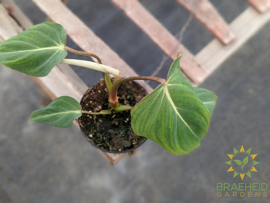 Philodendron Pastazanum