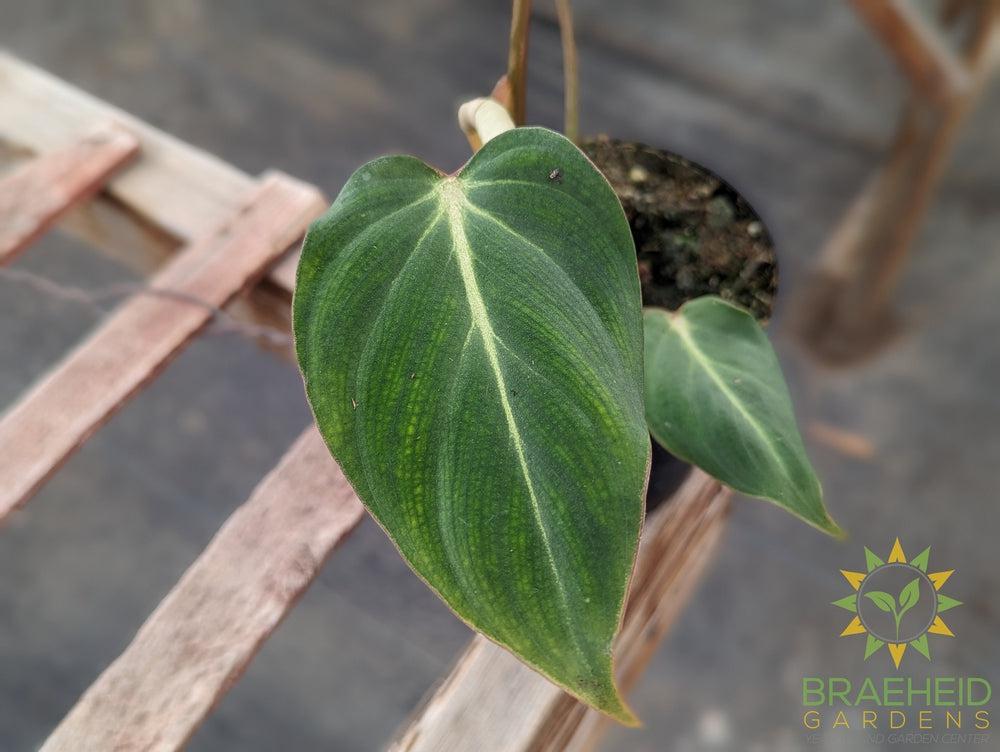 Philodendron Pastazanum
