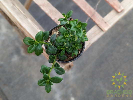 Goldfish Plant Columnea Gloriosa