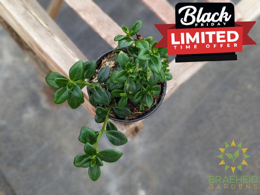 Goldfish Plant Columnea Gloriosa