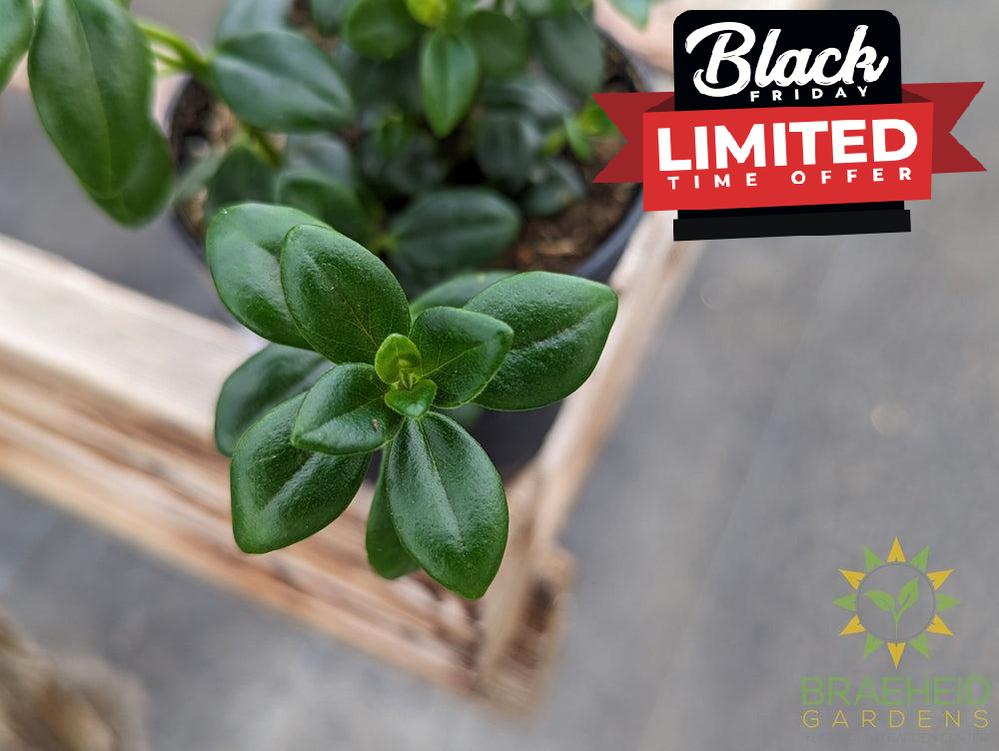 Goldfish Plant Columnea Gloriosa