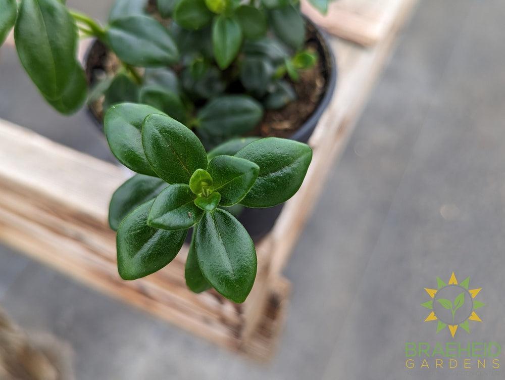 Goldfish Plant Columnea Gloriosa