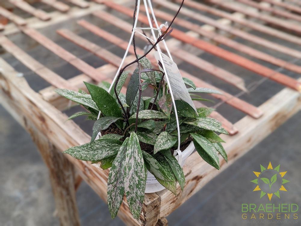 Hoya Pubicalyx Splash (Mystery Flower) Hanging Basket