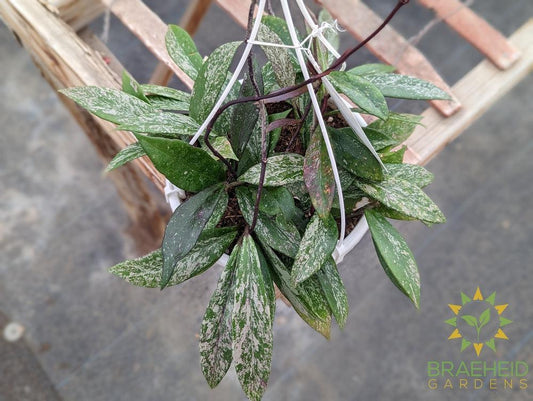 Hoya Pubicalyx Splash (Mystery Flower) Hanging Basket