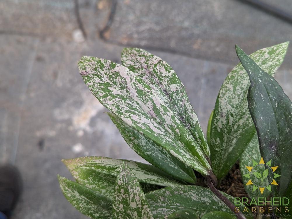 Hoya Pubicalyx Splash (Mystery Flower) Hanging Basket