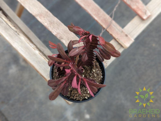 Euphorbia Trigona Rubra