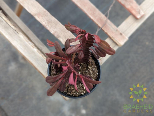 Euphorbia Trigona Rubra