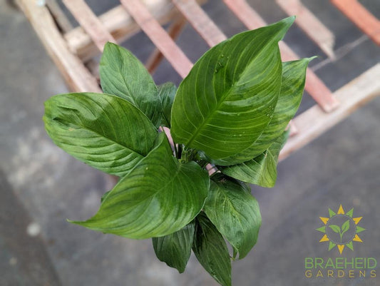 Peace Lily spathiphyllum wallisii