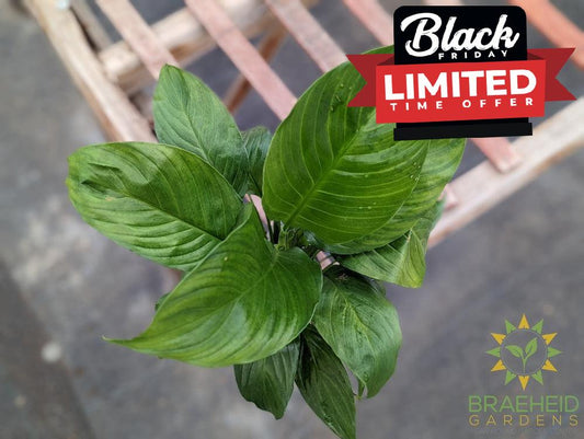 Peace Lily spathiphyllum wallisii