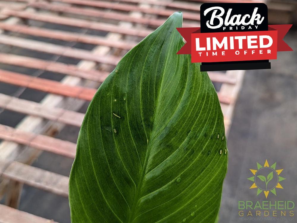 Peace Lily spathiphyllum wallisii