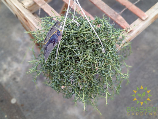 String of Dolphins Hanging Basket