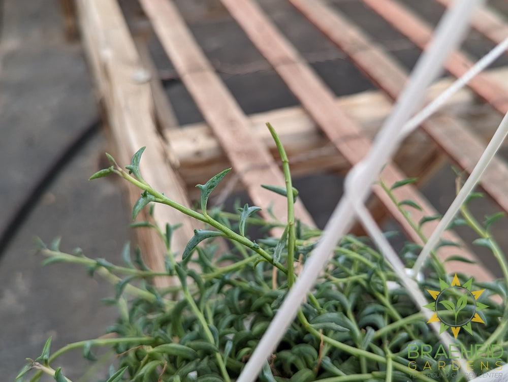 String of Dolphins Hanging Basket