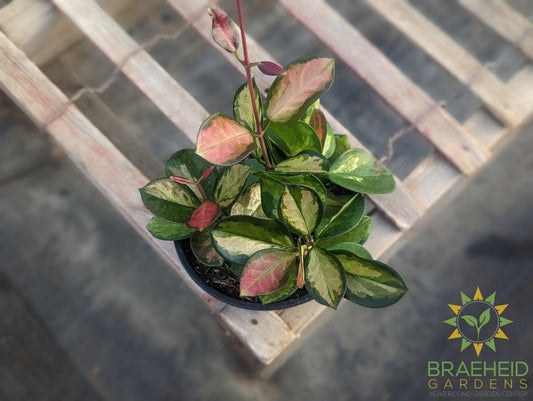 Hoya Australis Tricolor