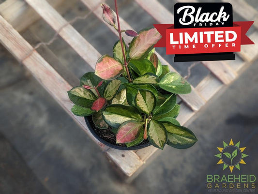 Hoya Australis Tricolor