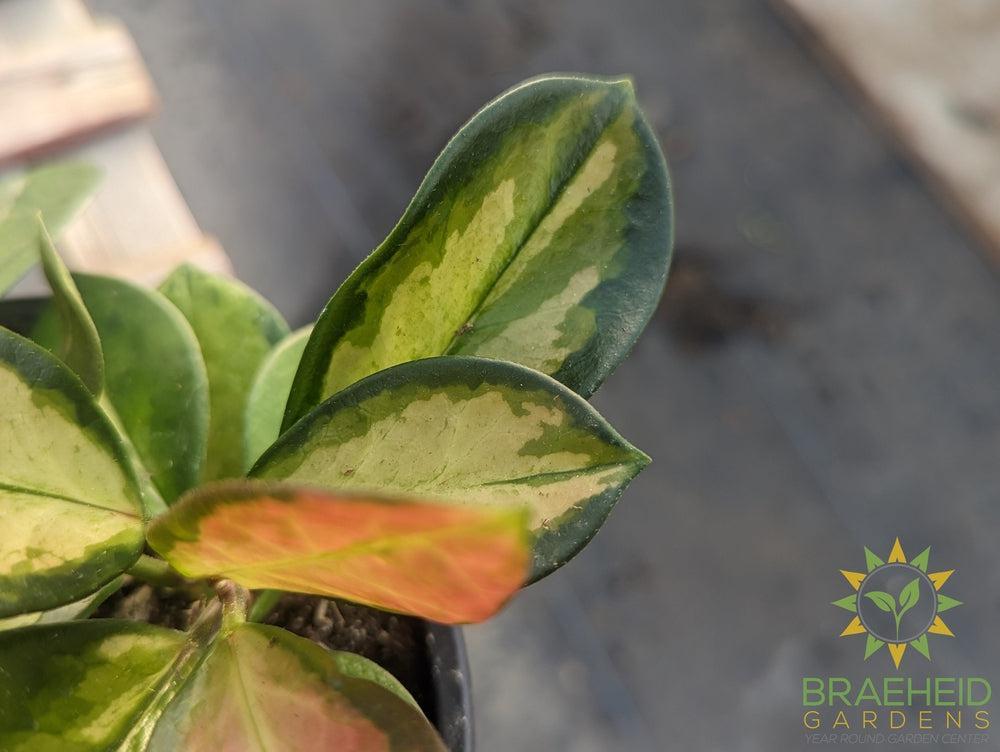 Hoya Australis Tricolor
