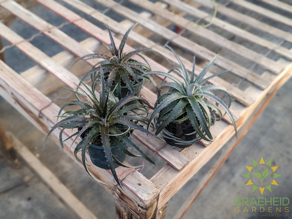 Assorted Dyckia