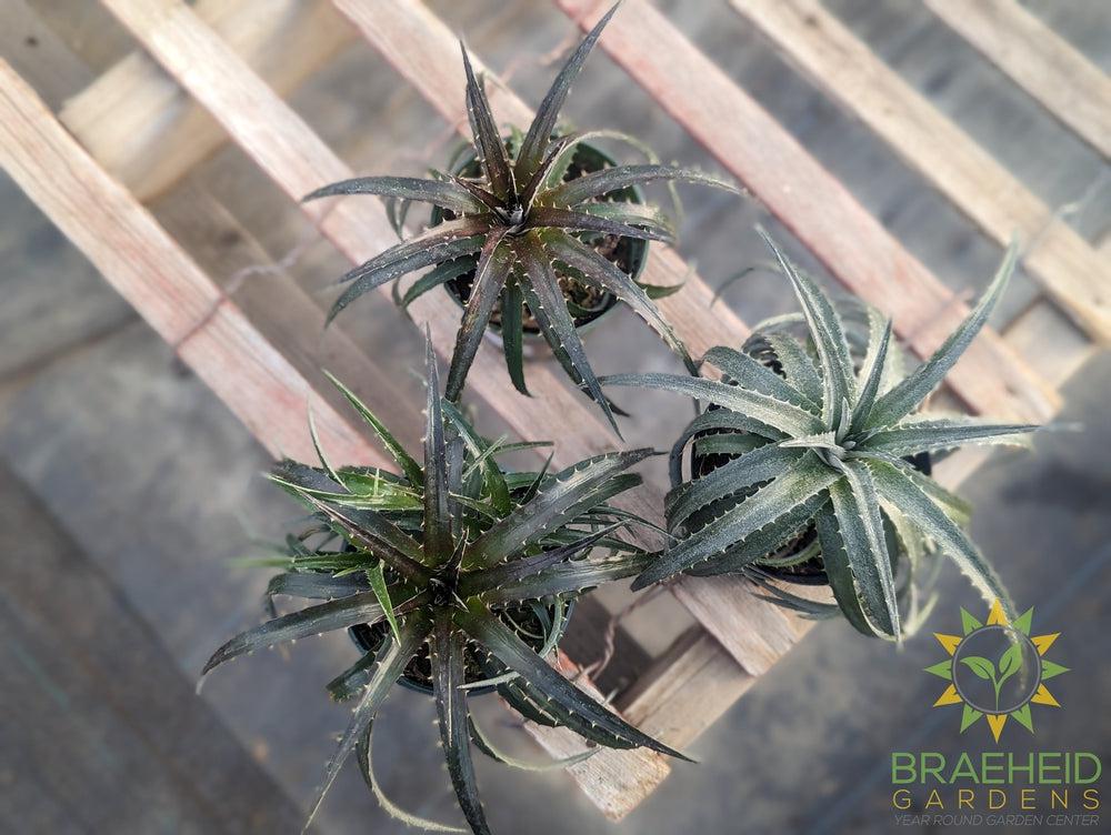 Assorted Dyckia